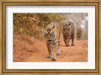 Framed Royal Bengal Tigers Along the Track, Ranthambhor National Park, India