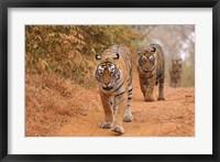 Framed Royal Bengal Tigers Along the Track, Ranthambhor National Park, India