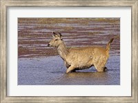 Framed Sambar wildlife, lake, Ranthambhor NP, India