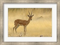 Framed Chinkara, Ranthambhor National Park, India