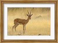 Framed Chinkara, Ranthambhor National Park, India