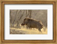 Framed Wild Boar, Ranthambhor National Park, India