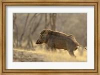 Framed Wild Boar, Ranthambhor National Park, India