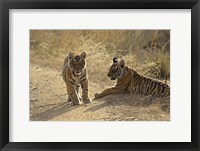 Framed Young Royal Bengal Tiger, Ranthambhor National Park, India