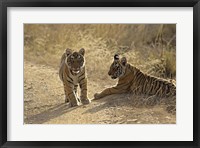 Framed Young Royal Bengal Tiger, Ranthambhor National Park, India