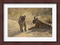 Framed Young Royal Bengal Tiger, Ranthambhor National Park, India