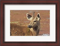Framed Young Sambar stag, Ranthambhor National Park, India