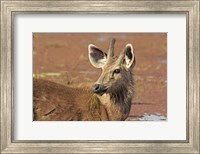 Framed Young Sambar stag, Ranthambhor National Park, India