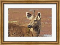 Framed Young Sambar stag, Ranthambhor National Park, India