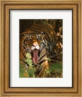 Framed Bengal Tiger, Madhya Pradesh, Bandhavgarh, India
