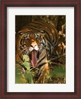 Framed Bengal Tiger, Madhya Pradesh, Bandhavgarh, India