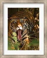 Framed Bengal Tiger, Madhya Pradesh, Bandhavgarh, India