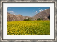 Framed Mustard flowers and mountains in Alchi, Ladakh, India