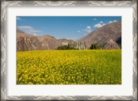 Framed Mustard flowers and mountains in Alchi, Ladakh, India
