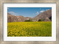 Framed Mustard flowers and mountains in Alchi, Ladakh, India