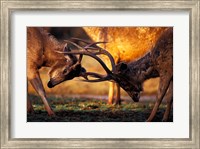 Framed Barasingha, Khana National Park, India