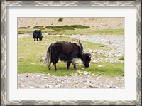 Framed India, Jammu and Kashmir, Ladakh, yaks eating grass on a dry creek bed