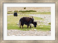 Framed India, Jammu and Kashmir, Ladakh, yaks eating grass on a dry creek bed