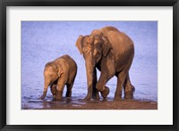 Framed Pair of Asian Elephants, Nagarhole National Park, India
