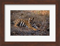 Framed Tiger in Ranthambore National Park, India