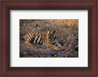 Framed Tiger in Ranthambore National Park, India