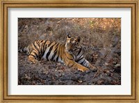 Framed Tiger in Ranthambore National Park, India