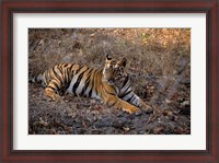 Framed Tiger in Ranthambore National Park, India