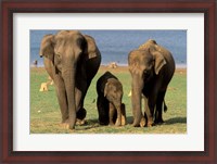 Framed Asian Elephant Family, Nagarhole National Park, India