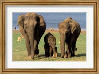 Framed Asian Elephant Family, Nagarhole National Park, India