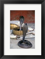 Framed Snake Charming, Oris, India