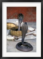 Framed Snake Charming, Oris, India