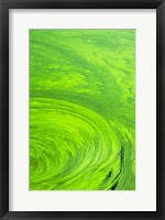 Framed Algae on water, Indhar Lake, Udaipur, Rajasthan, India