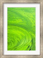 Framed Algae on water, Indhar Lake, Udaipur, Rajasthan, India
