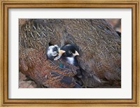 Framed Mother hen guarding two little chicks, Orissa, India