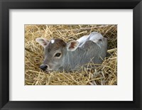 Framed Baby Calf, Cow, Farm Animal, Orissa, India