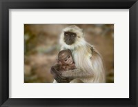 Framed Black-Face Langur Mother and Baby, Ranthambore National Park, Rajasthan, India