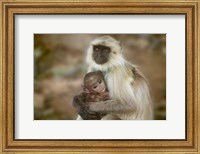 Framed Black-Face Langur Mother and Baby, Ranthambore National Park, Rajasthan, India