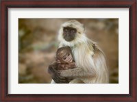 Framed Black-Face Langur Mother and Baby, Ranthambore National Park, Rajasthan, India