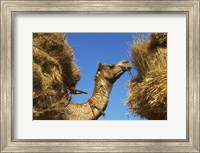 Framed Camel Carrying Straw, Pushkar, Rajasthan, India