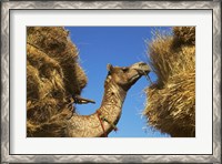 Framed Camel Carrying Straw, Pushkar, Rajasthan, India