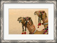 Framed Decorated Camel in the Thar Desert, Jaisalmer, Rajasthan, India