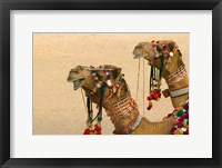 Framed Decorated Camel in the Thar Desert, Jaisalmer, Rajasthan, India