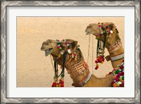 Framed Decorated Camel in the Thar Desert, Jaisalmer, Rajasthan, India