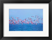 Framed Lesser Flamingo tropical bird, Lake Chilka, Barkul, Orissa