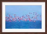 Framed Lesser Flamingo tropical bird, Lake Chilka, Barkul, Orissa