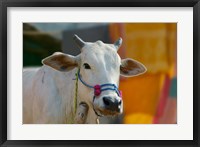 Framed White cows, Farm Animal, Kansamari area, Orissa, India