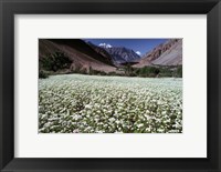Framed India, Ladakh, Suru, White flower blooms