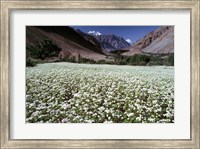 Framed India, Ladakh, Suru, White flower blooms