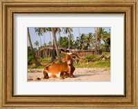 Framed Goa, India. A lazy cow resting on Vagator Beach