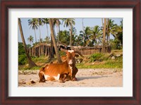 Framed Goa, India. A lazy cow resting on Vagator Beach